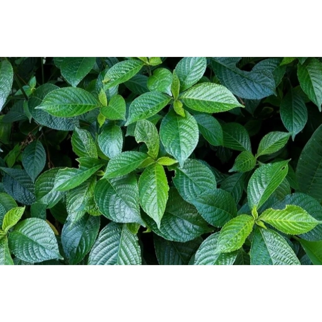 

Daun keji beling/ daun kibeling segar per 10 lembar