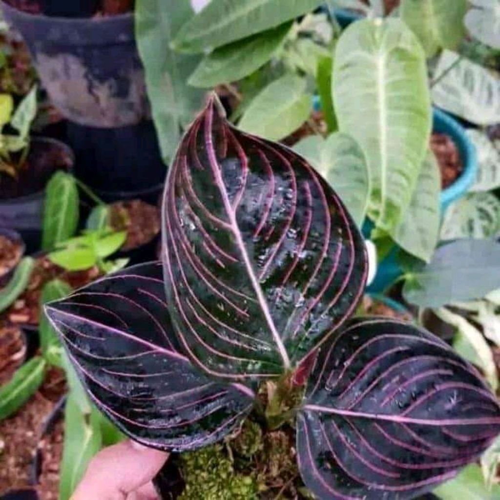 Promo Tanaman Hias Aglonema Rotundum Aceh dewasa