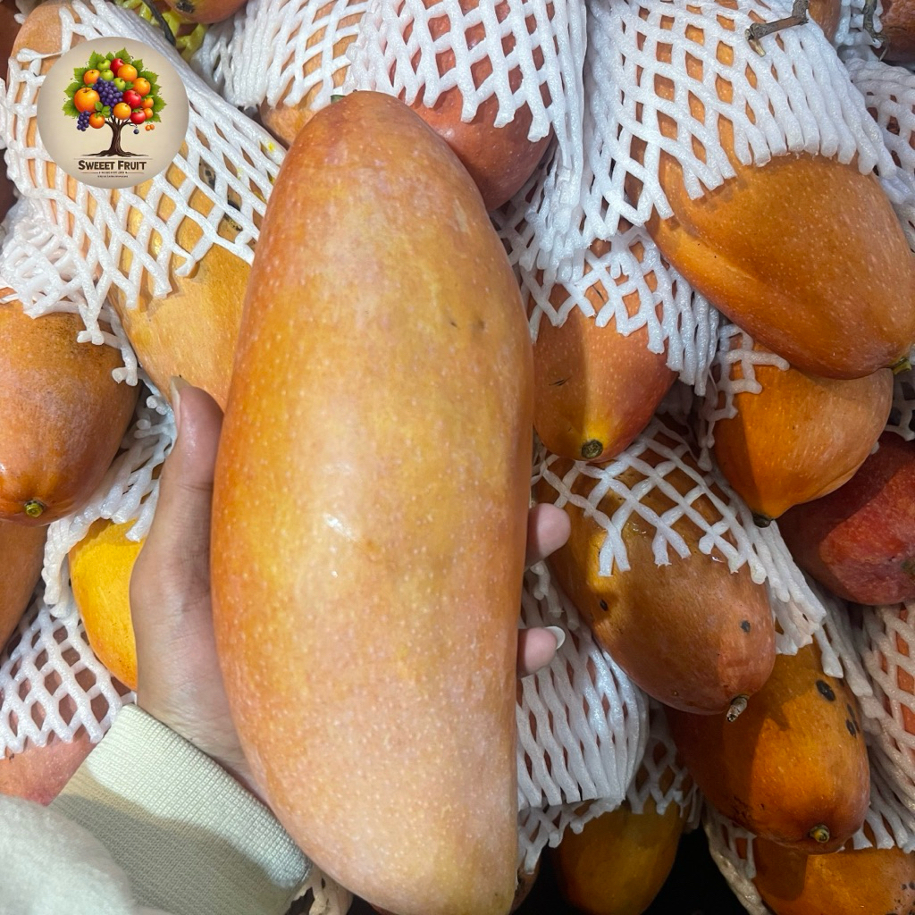 

Mangga Thailand Aiwen | Mangga Thailand Yang Memiliki Aroma wang dan Manis 1 Kg