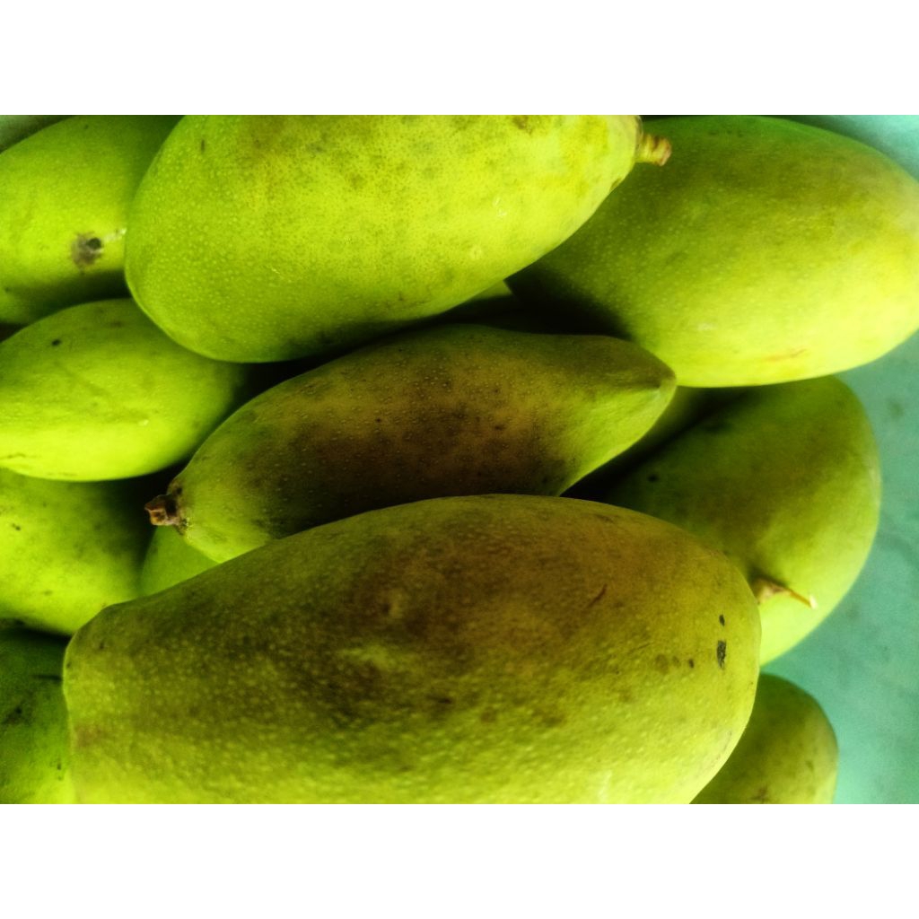 

Mangga Harum Manis/Manalagi cantel 1 Kg isi 2-4