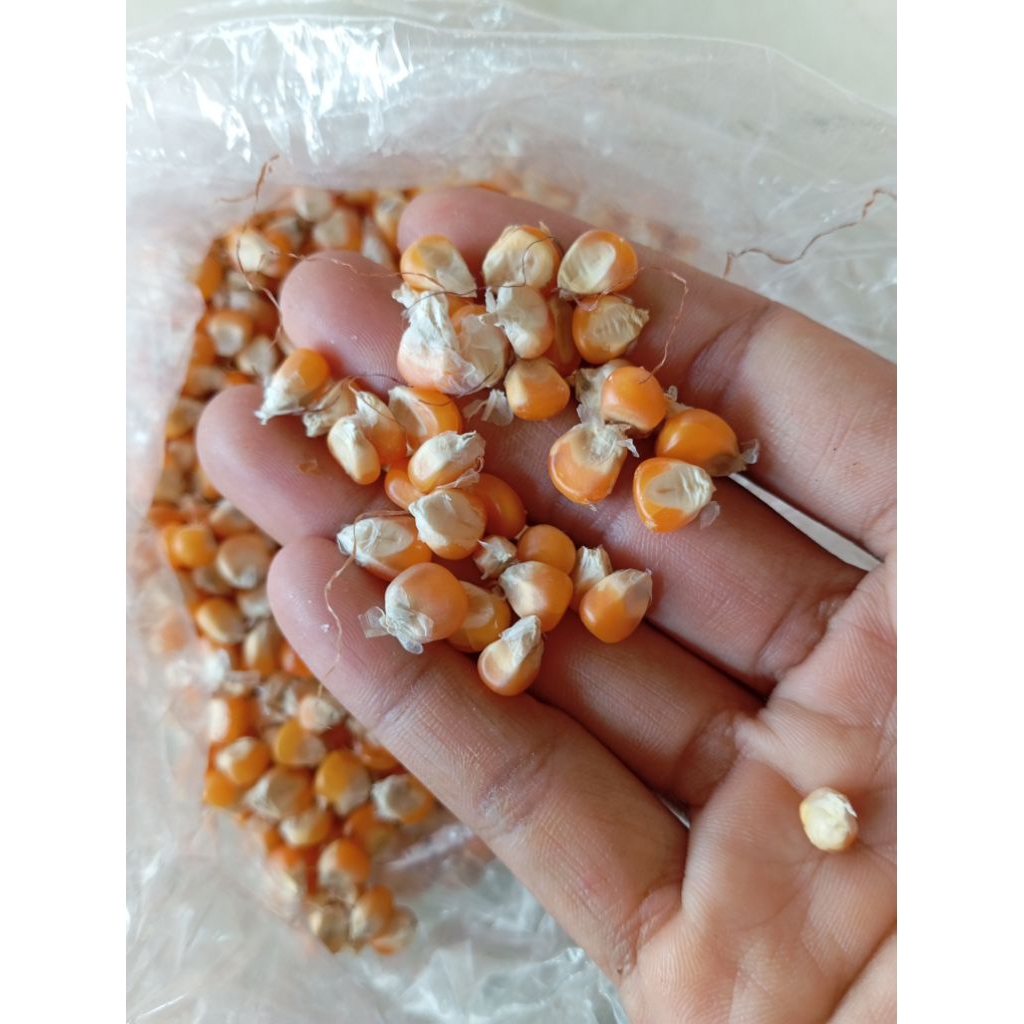 

Jagung mini 500 gram