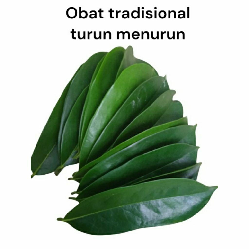 

Daun sirsak (annona muricata) 50 lembar fress untuk herbal kesehatan