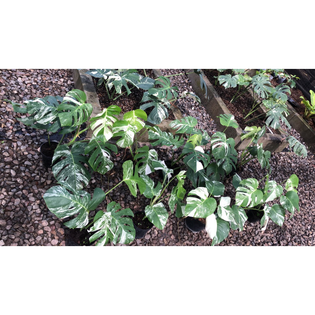 monstera variegata menuju indukan