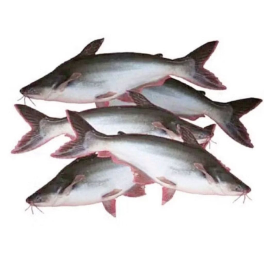

ikan patin 1kg