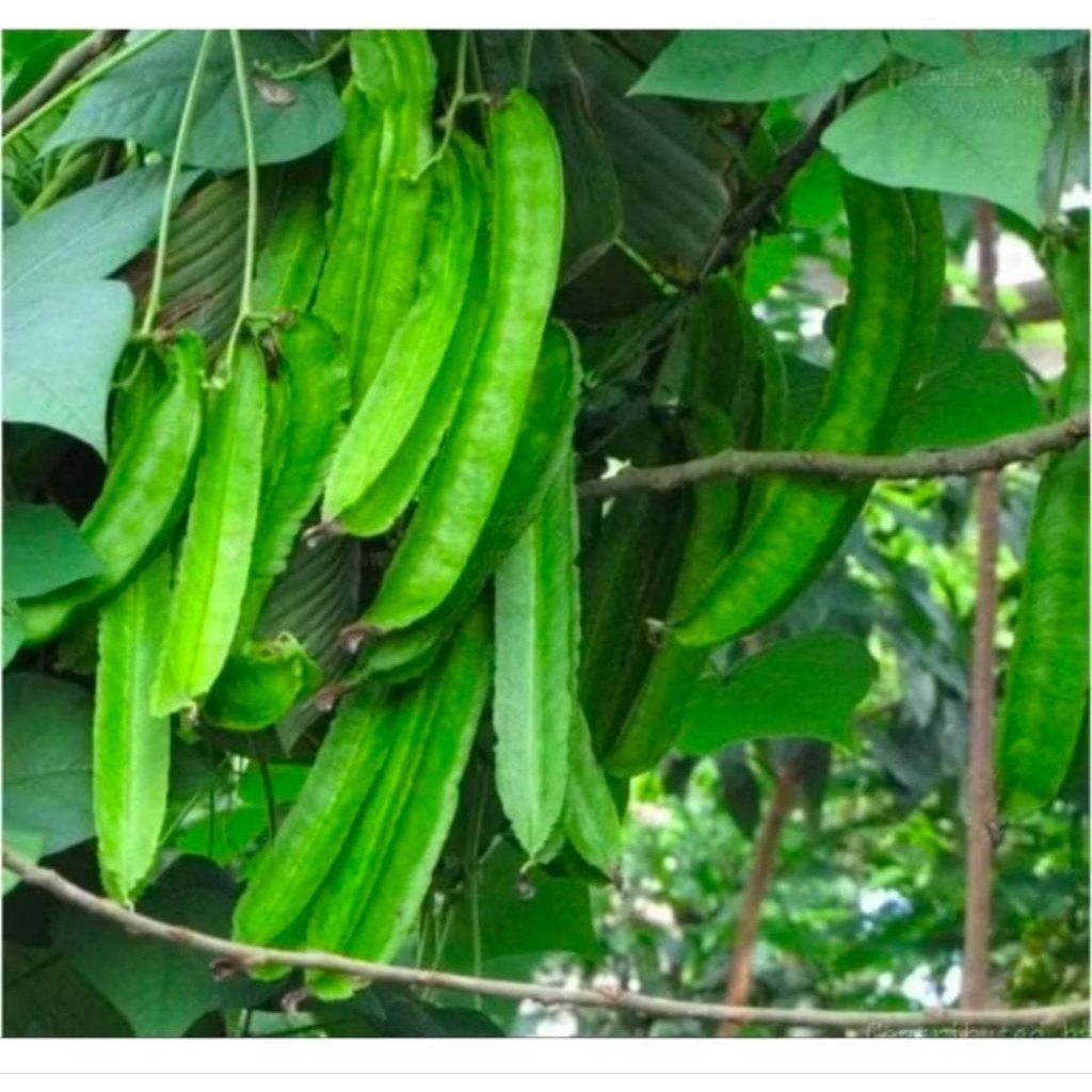 

Jual Bibit Kacang Kecipir Jual Isi Dalam 2 Biji