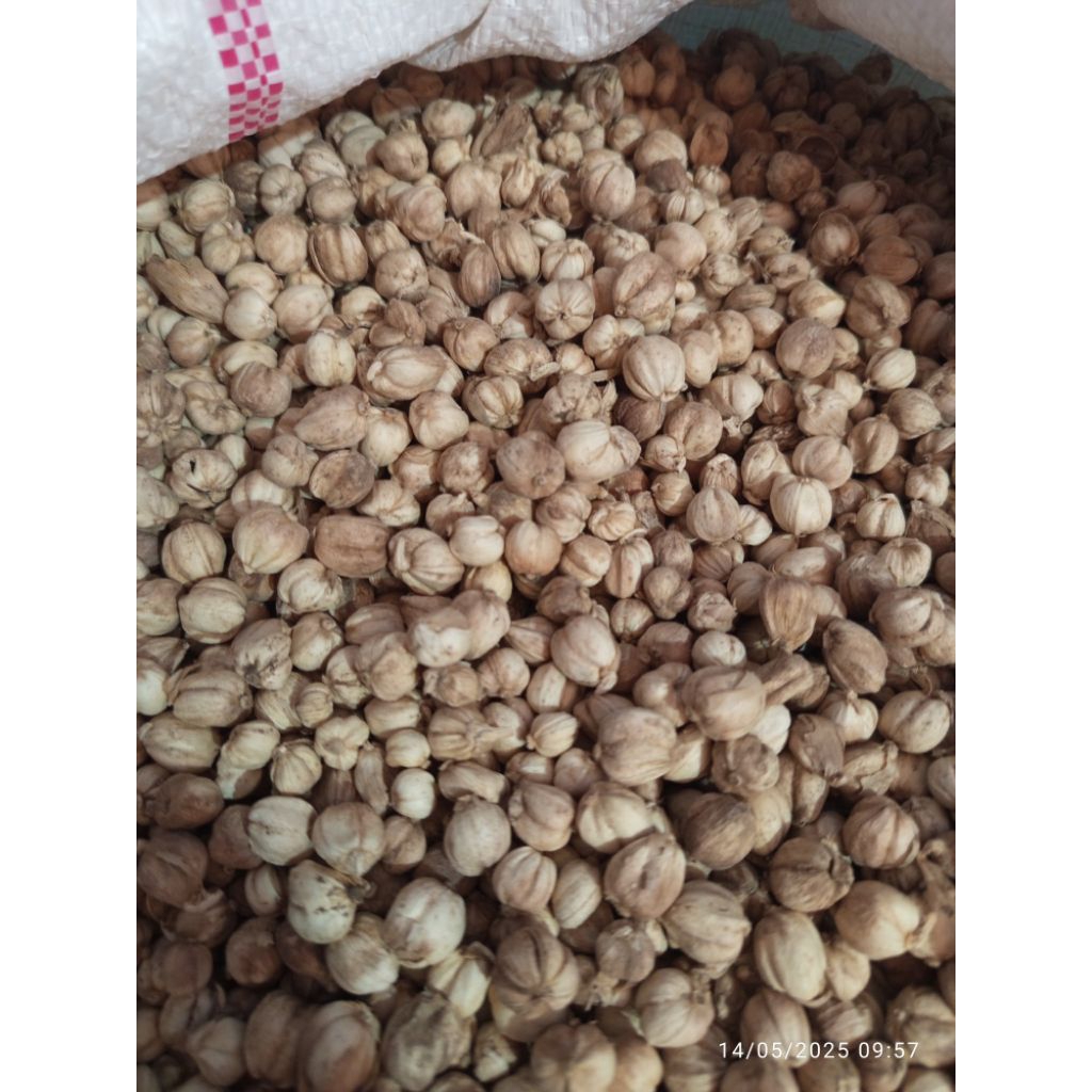 

Kapulaga Jawa 10kg kering kapol kapologo PAKET HEMAT