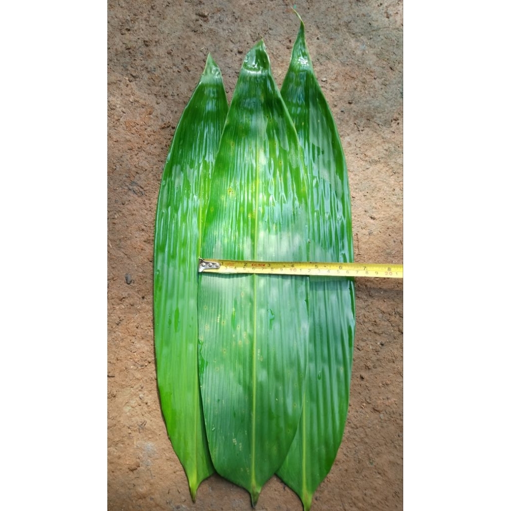 

50 LEMBAR Daun Bambu Jumbo Segar – Daun Bungkus Bacang Ukuran Besar – Siap Pakai & Bersih
