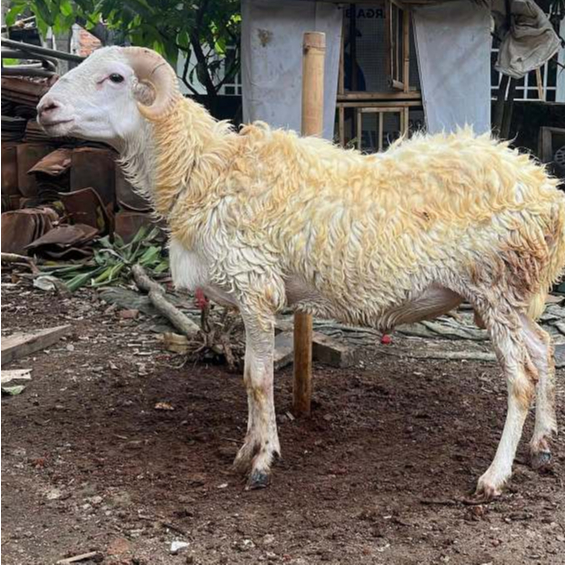 Kambing Domba Hidup Jantan Betina Aqiqah Qurban Free Ongkir Jabodebek