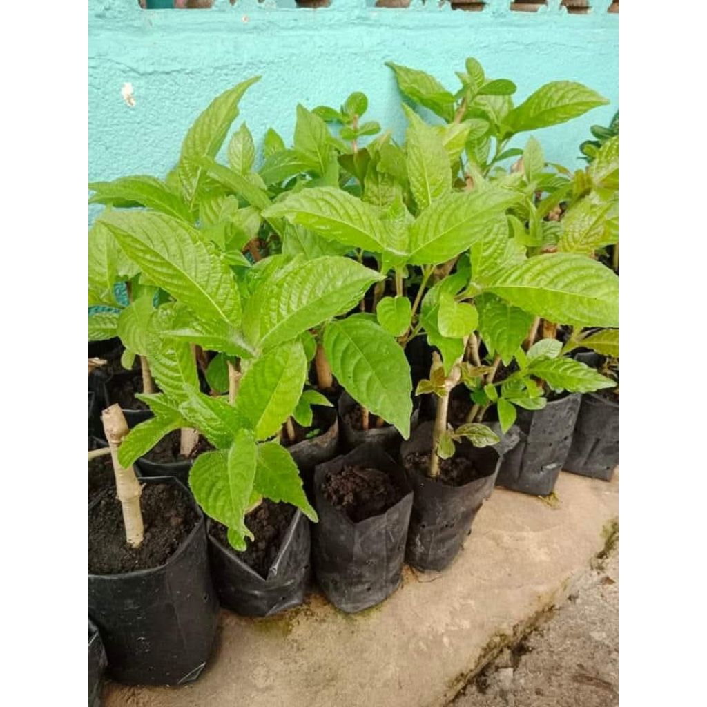 1 batang BIBIT STEK trichantera gigantea (ketum ayam) pakan legum tinggi protein
