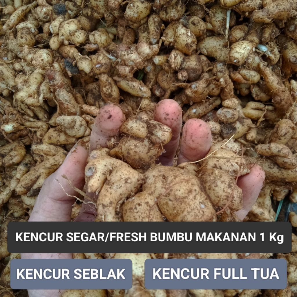 

Kencur Segar 1kg / Kencur Seblak