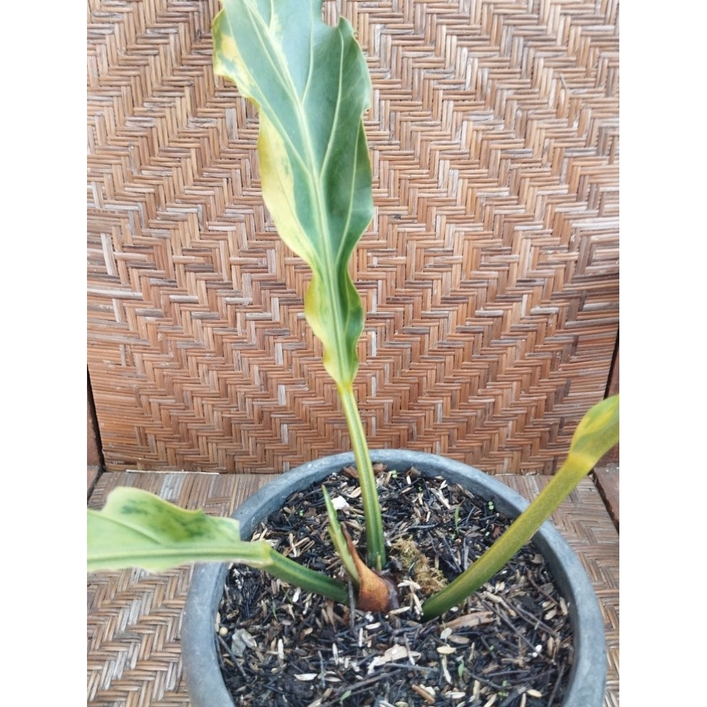 Anthurium Gelombang cinta varigata