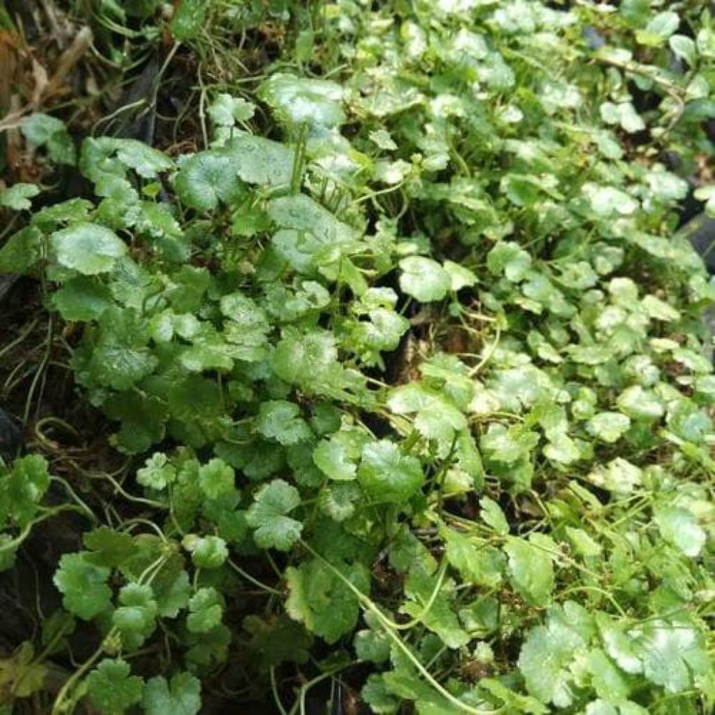 

Daun pegagan kecil/ antanan berit paket irit 250gr bisa untuk lalapan