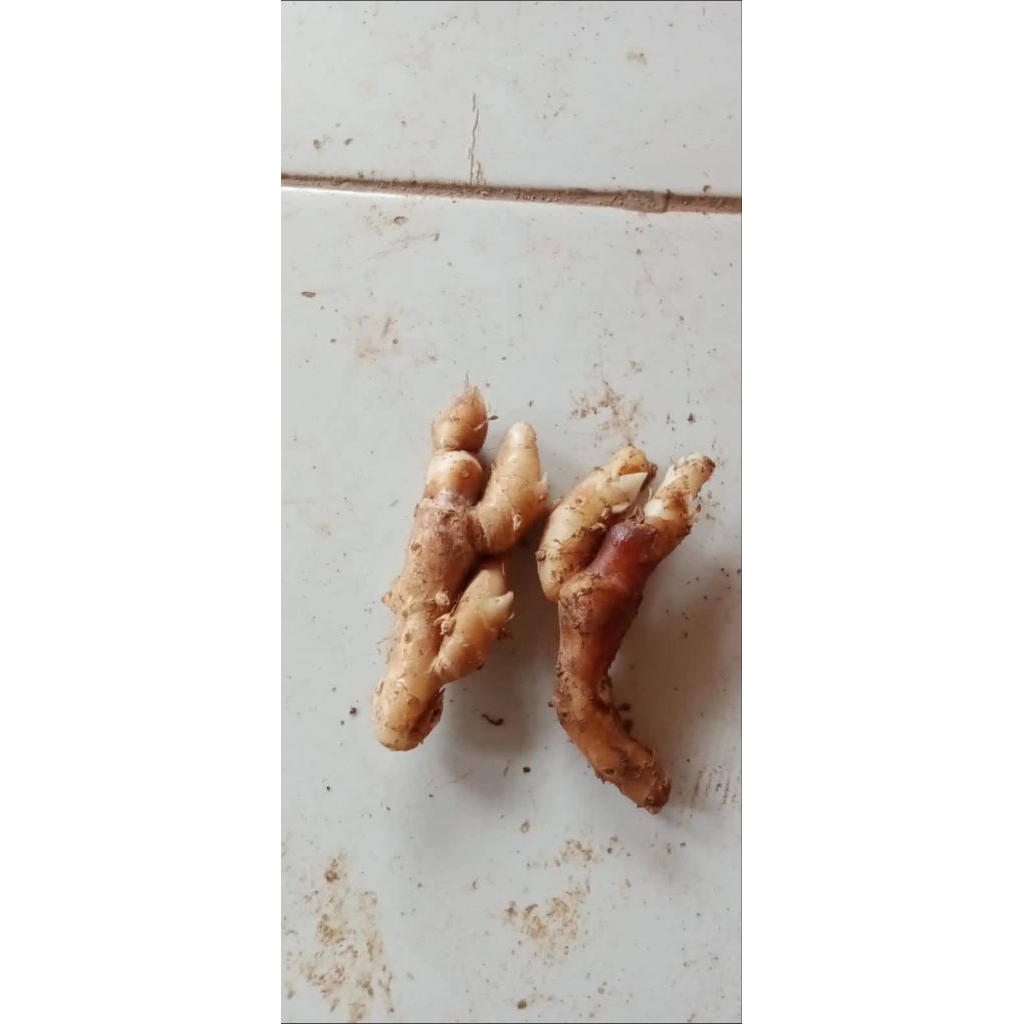 

kencur/cikur