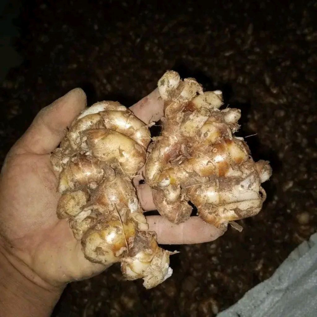 

KENCUR GRADE A 1KG TERJAMIN KUALITASNYA