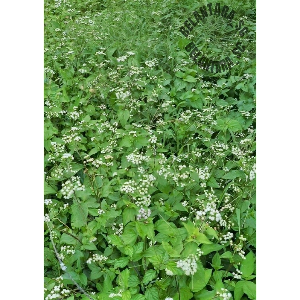 

Daun bandotan segar 500gram Herbal Alami