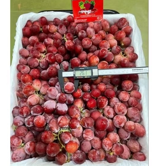 

ANGGUR REDGLOBE AUSTRALI 500GR
