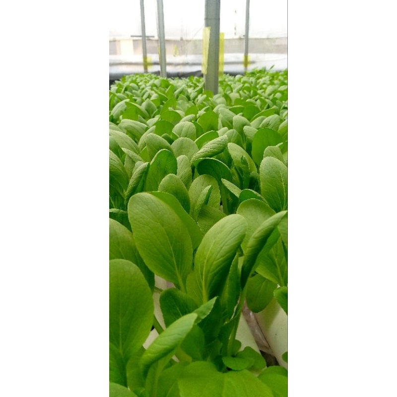 

Sayur Pakcoy Hidroponik 250gr