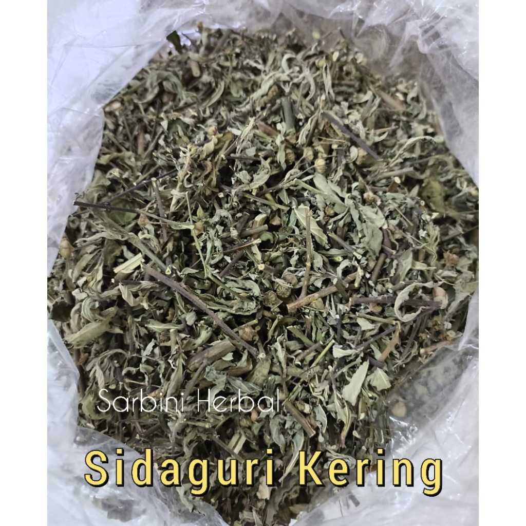 

Daun Sidaguri Kering / Kering Daun Sidaguri 500 gram / 1000 gram / Simplisia Kering Daun Sidaguri Garansi Terjamin 100% Asli Murni / Bahan Daun Sidaguri Kering/Bahan Daun Sidaguri Premium / Jamu Herbal Daun Sidaguri Tradisional Tanpa Bahan Pengawet