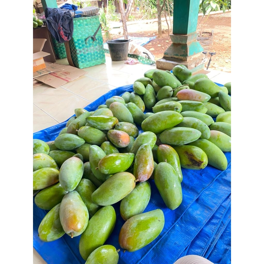 

Mangga Kiojay Free Bumbu Rujak Fresh Untuk Rujakan