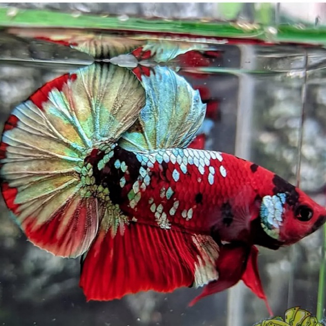 ikan cupang plakat red koi cooper random bahan