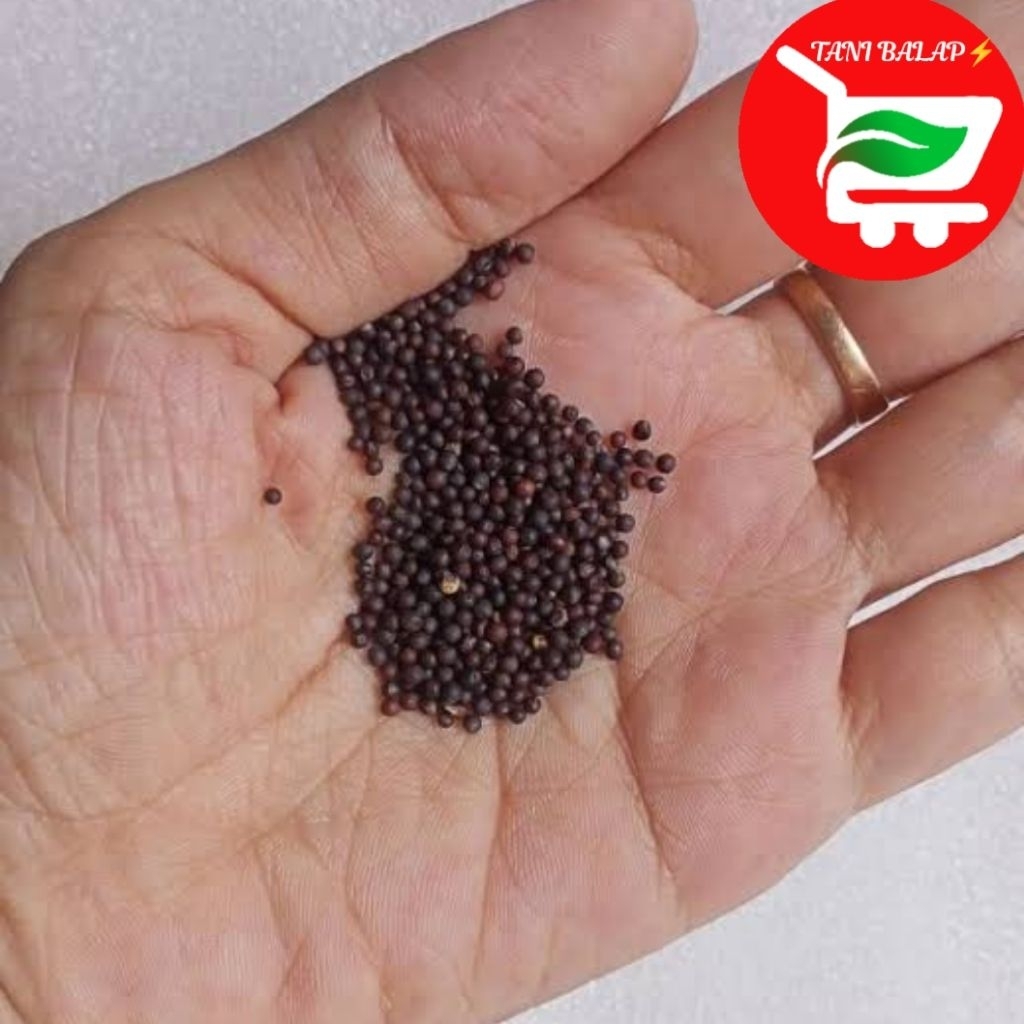 TANI BALAP MALANG 87 Benih Bibit Sayur Sawi Sayuran Organik Super Unggul / Lebih Sehat Berkualitas