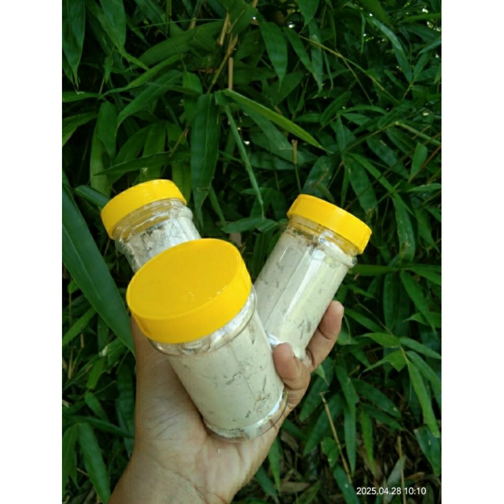 COD / UMPAN KUCUR PAKET HEMAT  / UMPAN KUCUR SPECIAL IKAN BAUNG / UMPAN MANCING LIAR IKAN BAUNG, PAT