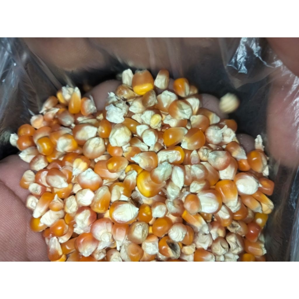 

permentasi jagung asin