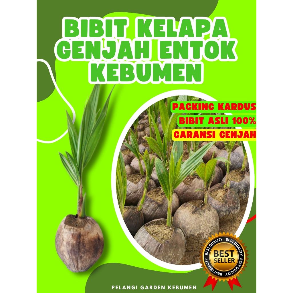 CEPAT BUAH..  Tanaman Buah Kelapa Kopyor Madu, Tanaman Buah Kelapa Kopyor Sumenep, Tanaman Buah Kela