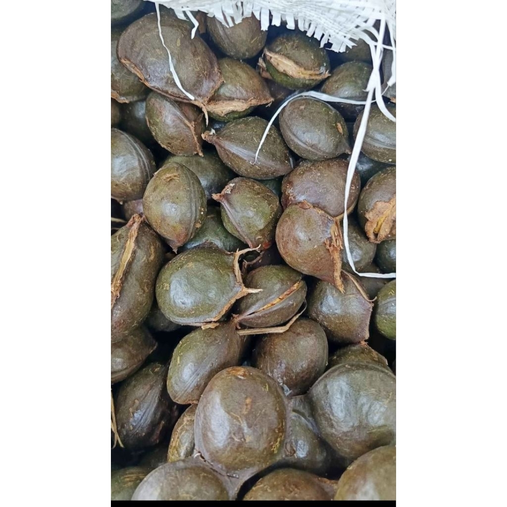 

jengkol kulit tua murah