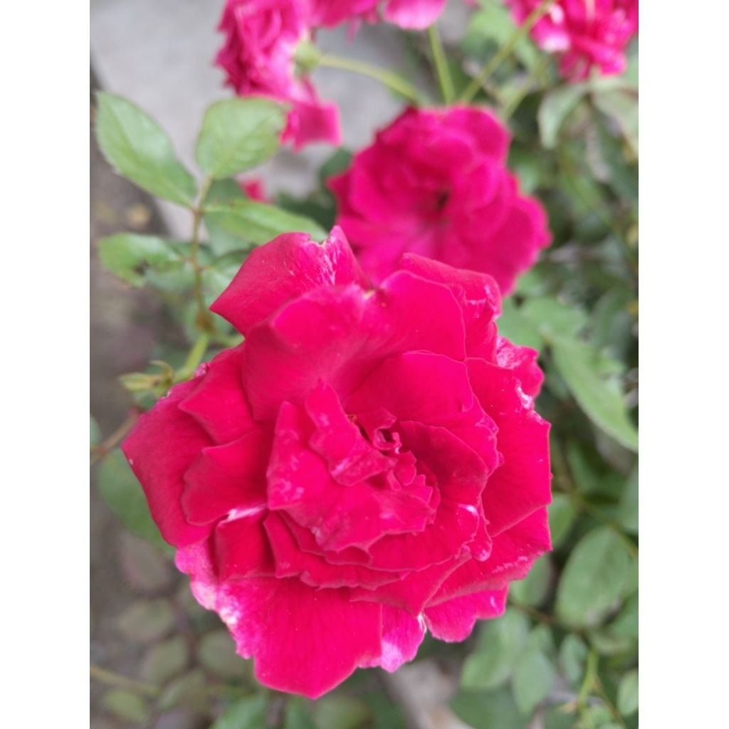 Bunga Mawar tanpa duri