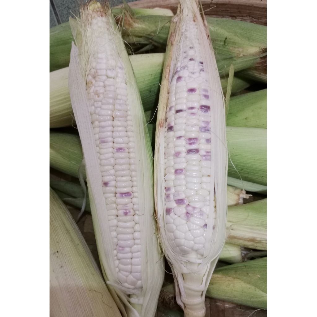 

Jagung Batik Putih Ungu 2 kg untuk konsumsi