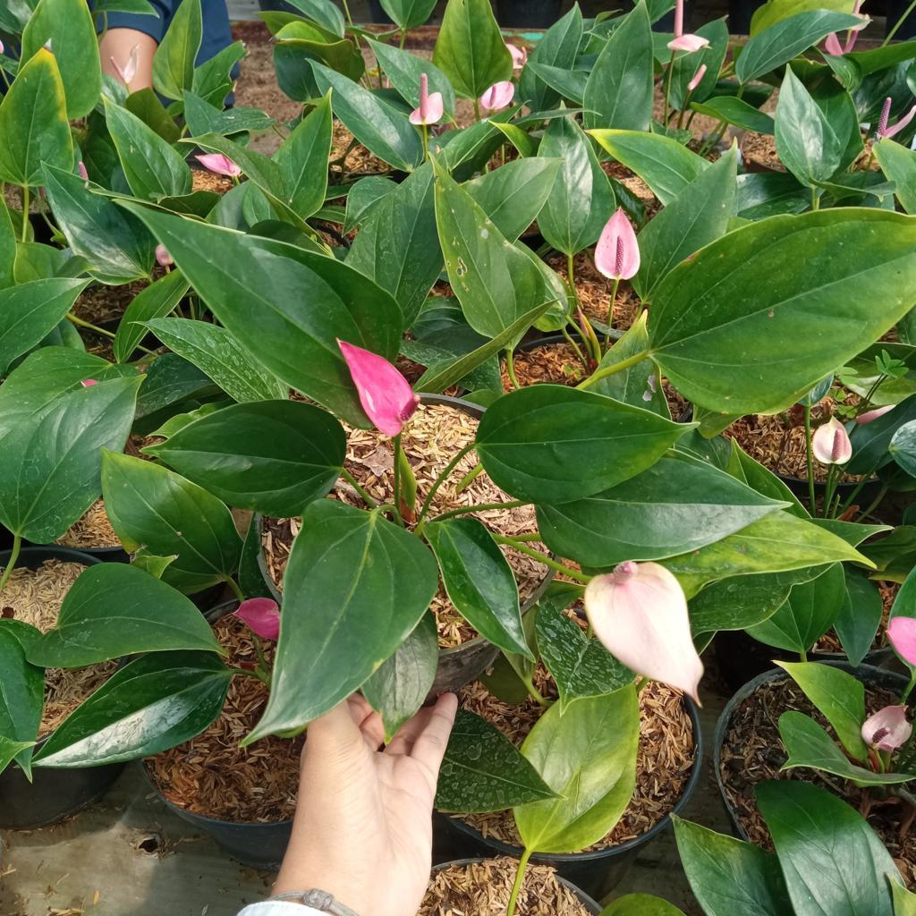 Tanaman Hias Anthurium Bunga Mini Pink | Tanaman Hias Kuping Gajah Mini | Anthurium Bunga | Anthuriu