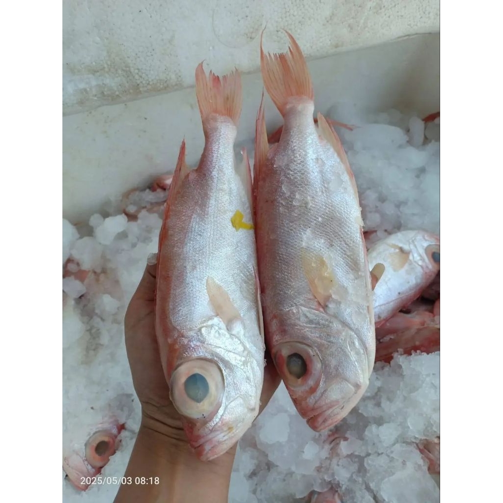 

ikan Mata Goyang Segar Ikan raja gantang ikan hasil laut Segar