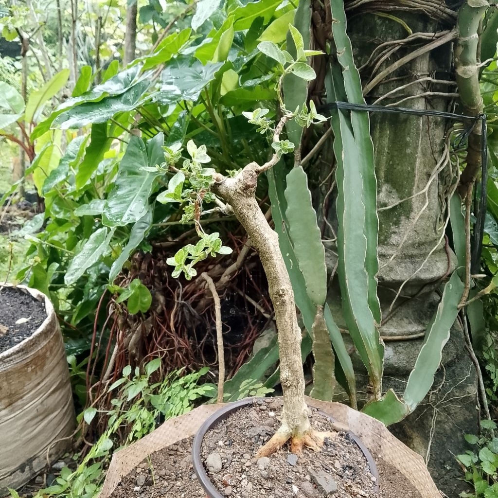 Bahan Bonsai bunjin sancang variegata