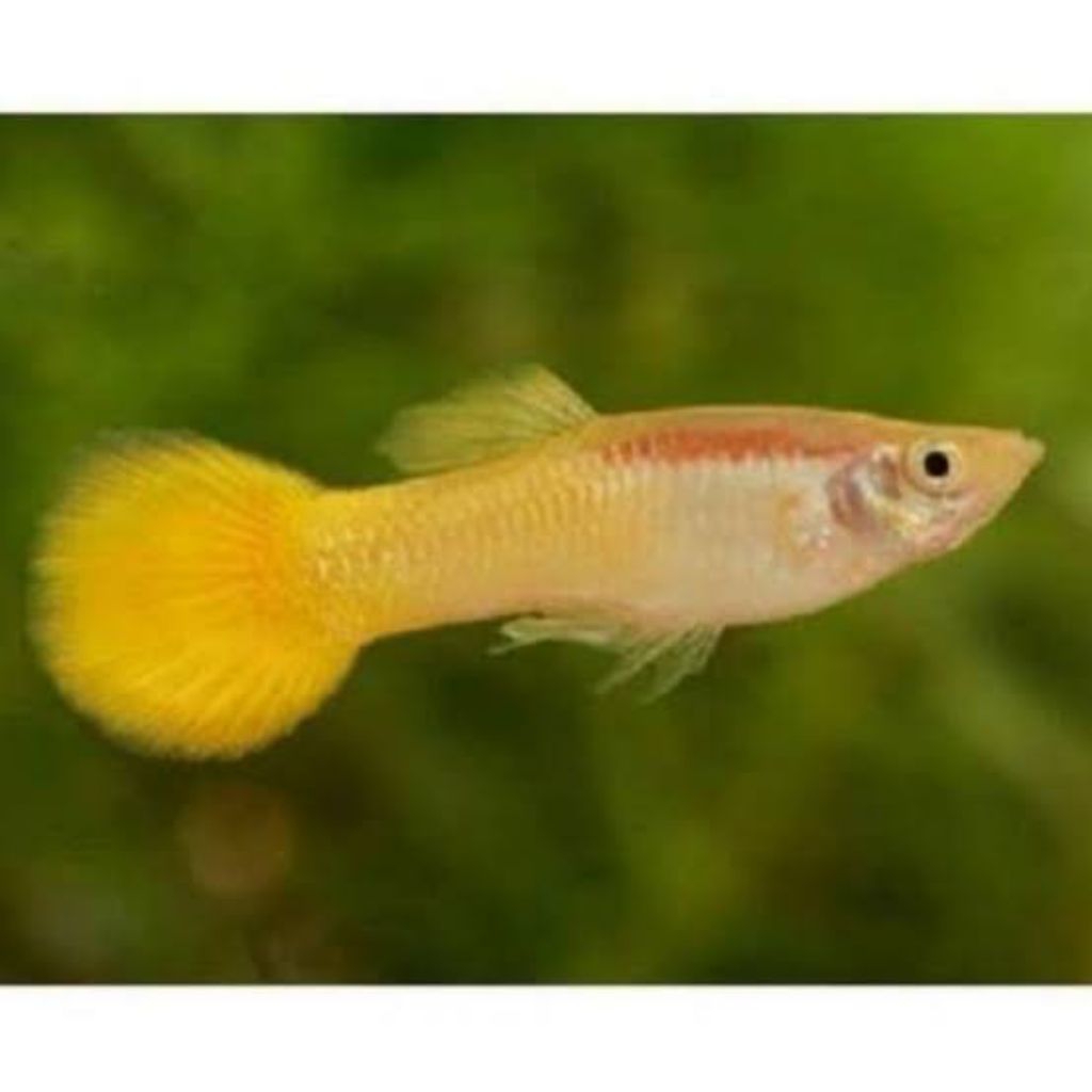 Dekorasi Hiasan Aquarium Guppy Yellow Micarif (KHUSUS INSTAN)