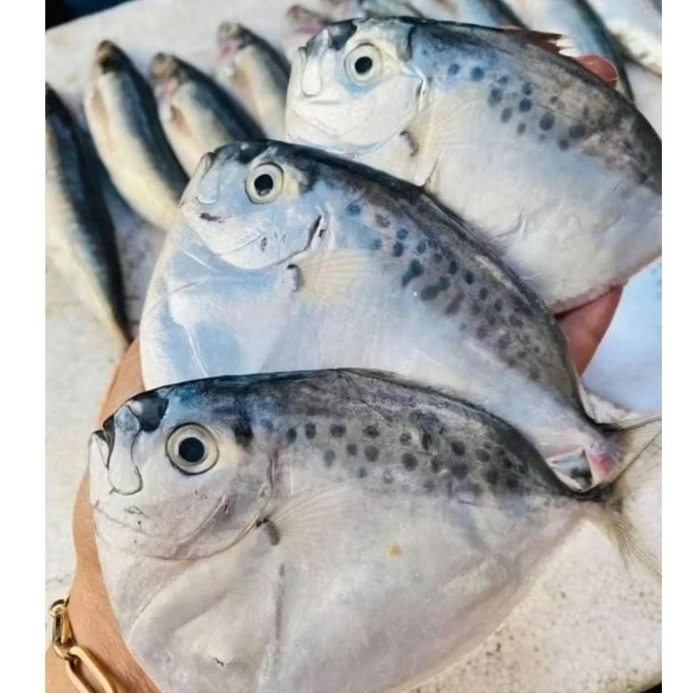 

ikan Semar Ikan wadungan hasil laut segar
