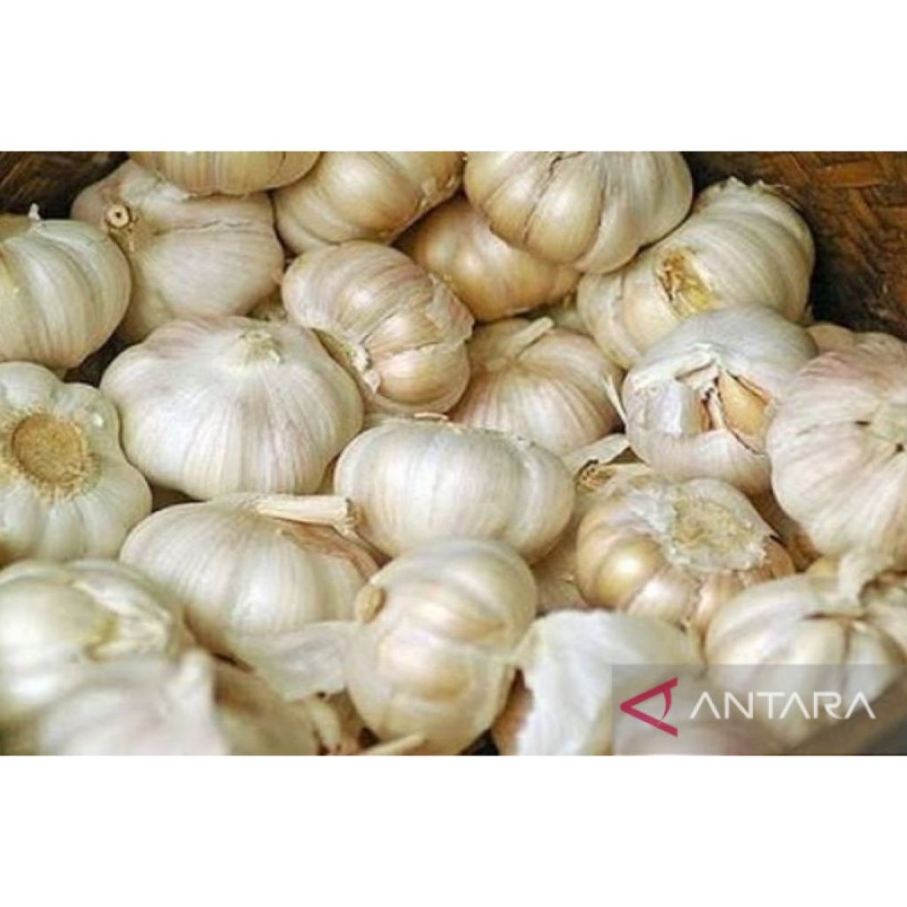 

20 KG Bawang putih fresh