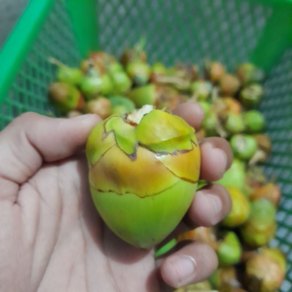

Beluluk, tembluluk muda fresh penurun gula darah per 1 kg