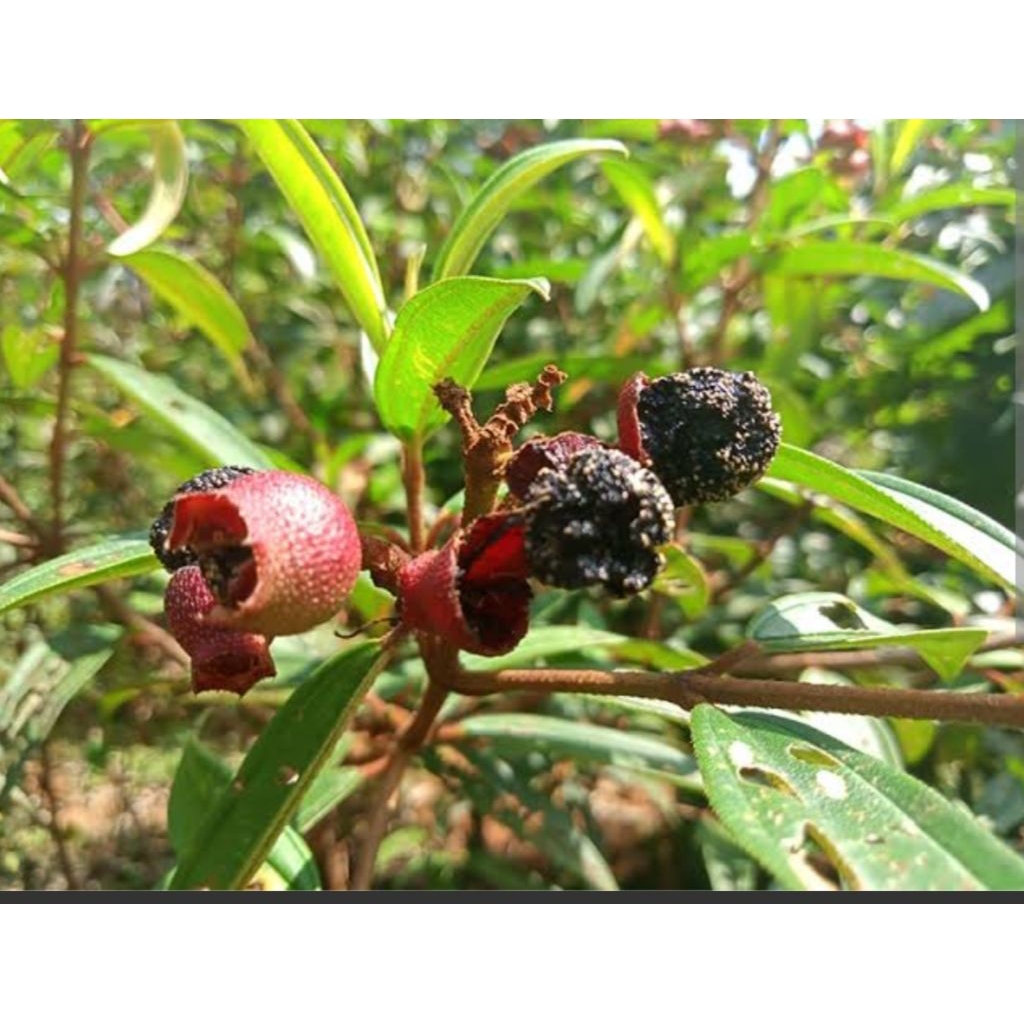 

Daun seduduk/duhokduhok neto 1kg