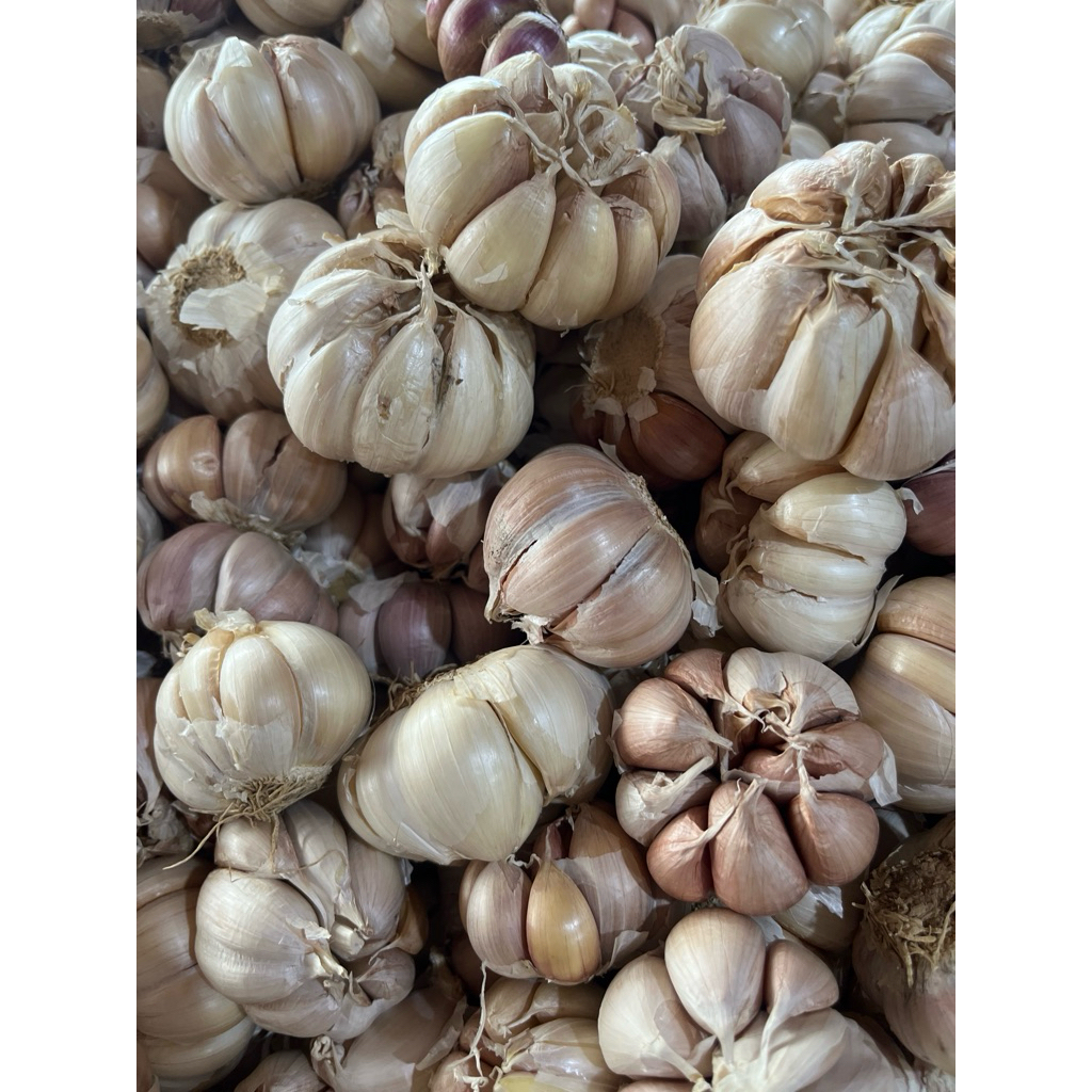 

bawang putihsuper