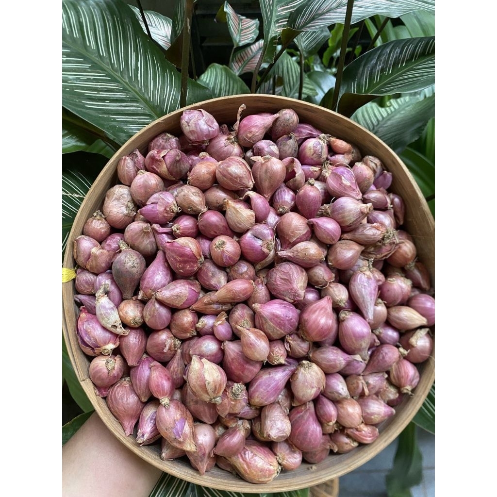 

(1000gr) bawang merah nganjuk ukuran sedang campur (J)
