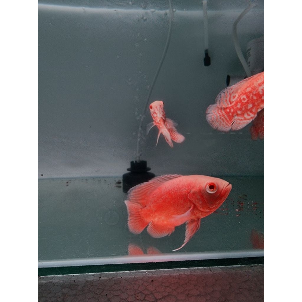 Oskar / Oscar Red Paris size 2-3jari merah gread A++