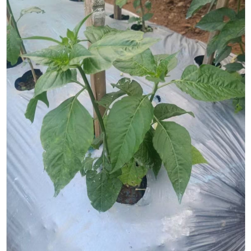 ( 6 )Paket Pupuk Kocor 20 Hst Pupuk Racikan Metode Mas Udin