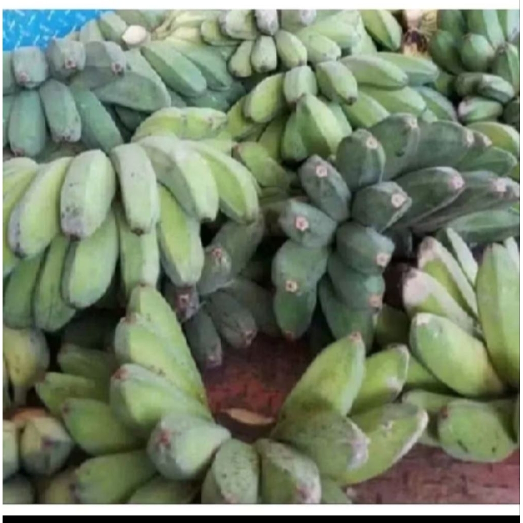 

pisang kepok paling banyak diminati metah 500 gram