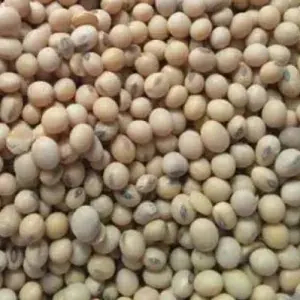 

KACANG KEDELAI GARING 250gram