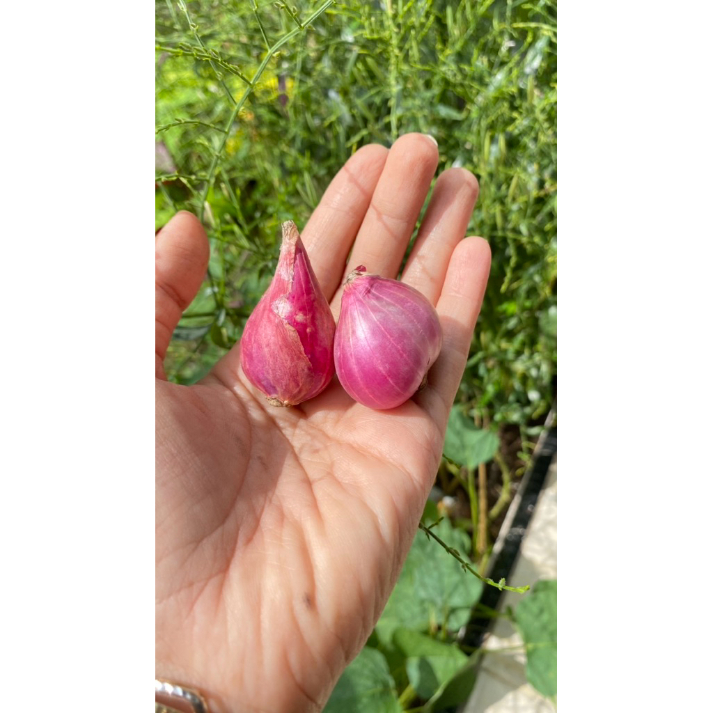 

[TERMURAH] Bawang merah asli Brebes varian super A