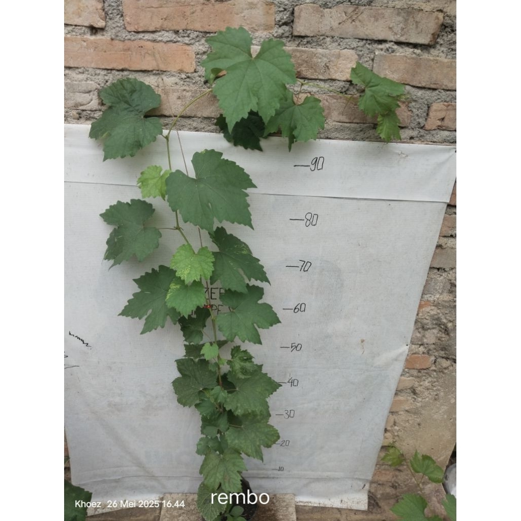 

bibit anggur yumy rembo