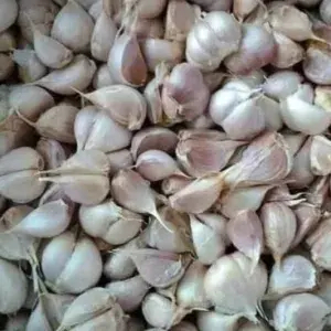 

Bawang putih kating 100g