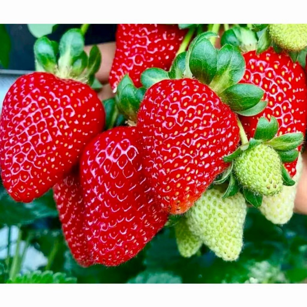 

Tanaman Buah Stroberi Merlan