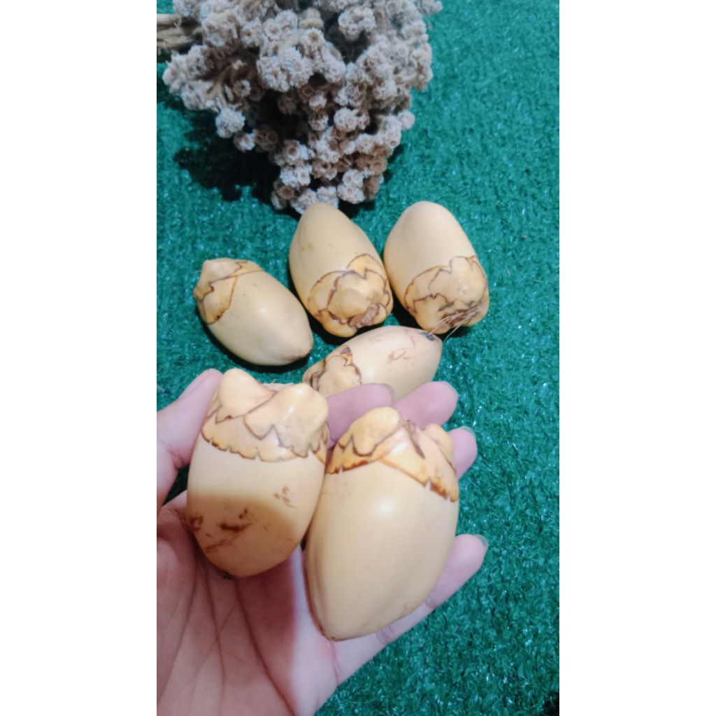 

Tembuluk kelapa Gading